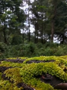 Sphagnum / Pine Moss 100gr