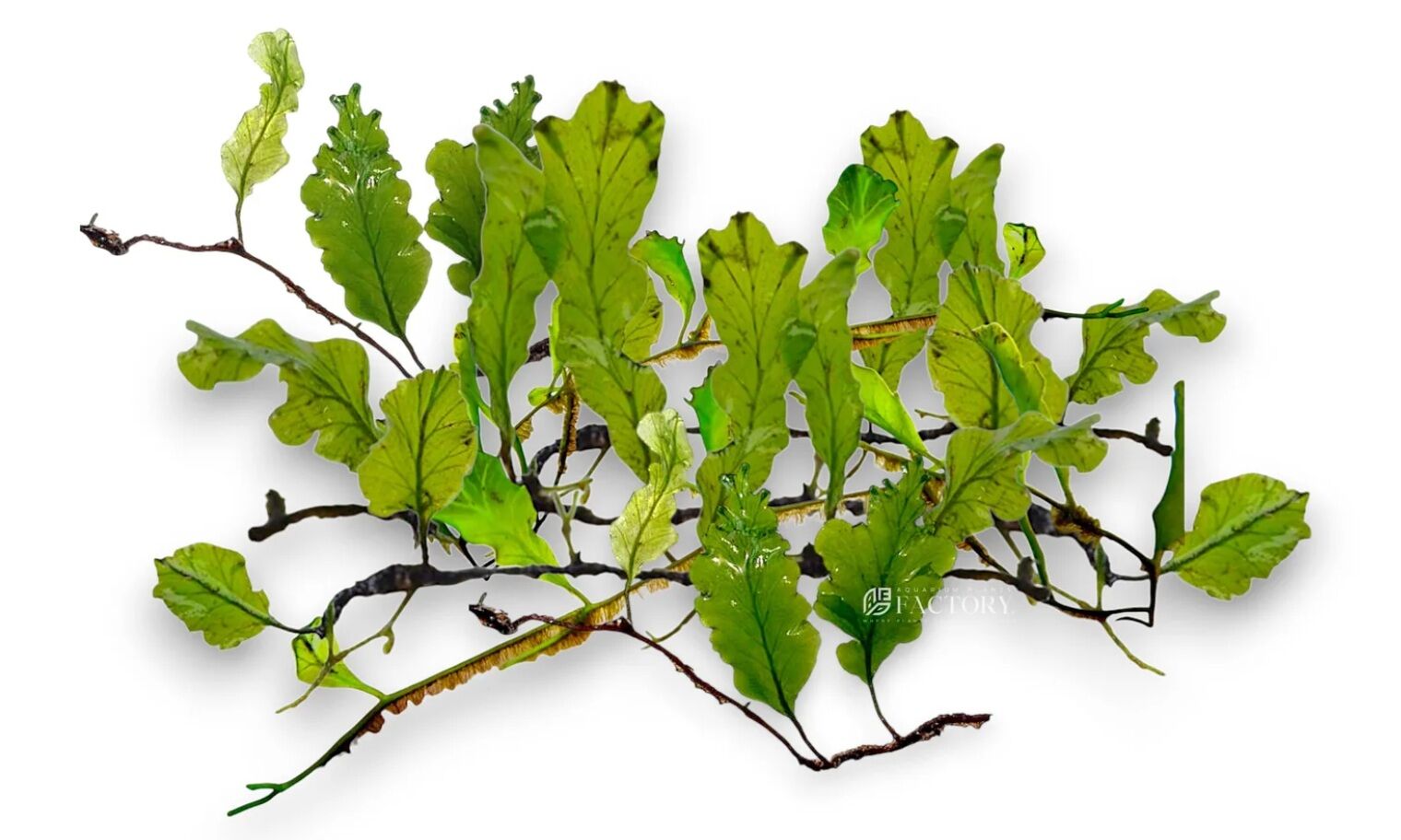 Bolbitis sp. buae fern 5 gram