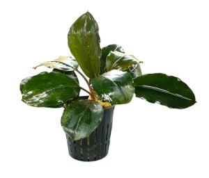 Bucephalandra round silver ADET ÖN SİPARİŞ
