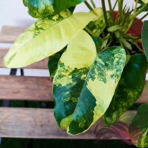 Philodendron Burle Mark Variegated ÖN SİPARİŞ