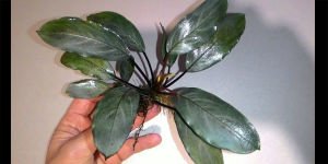 Bucephalandra silver gray ADET ÖN SİPARİŞ