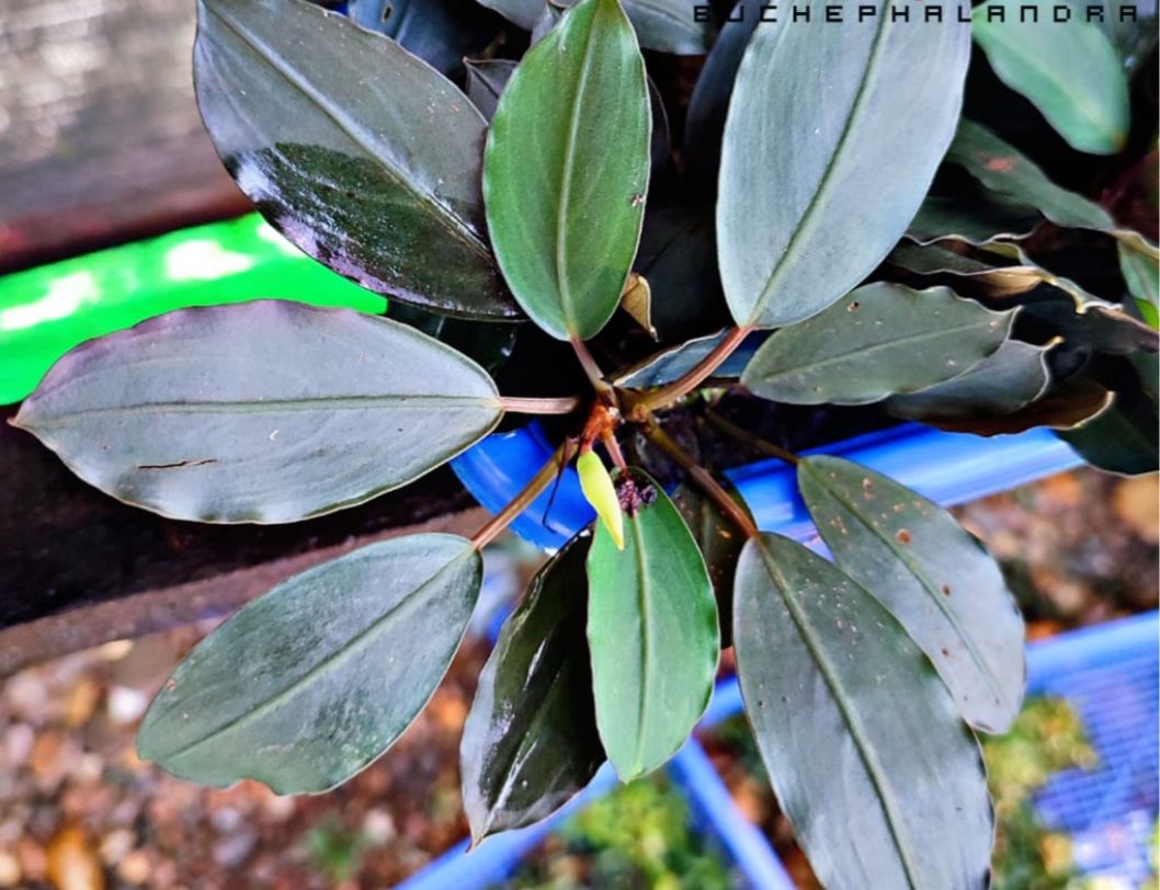 Bucephalandra silver gray ADET ÖN SİPARİŞ