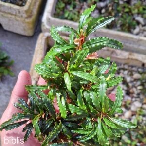 Bucephalandra biblis 10x10 PORSİYON ÖN SİPARİŞ