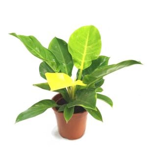 Philodendron Moonlight ÖN SİPARİŞ