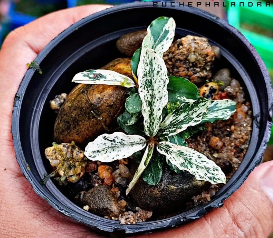 Bucephalandra variegata ADET ÖN SİPARİŞ