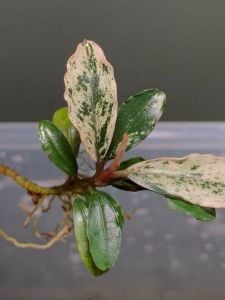 Bucephalandra variegata ADET ÖN SİPARİŞ