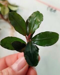 Bucephalandra brownie neo 10x10cm PORSİYON