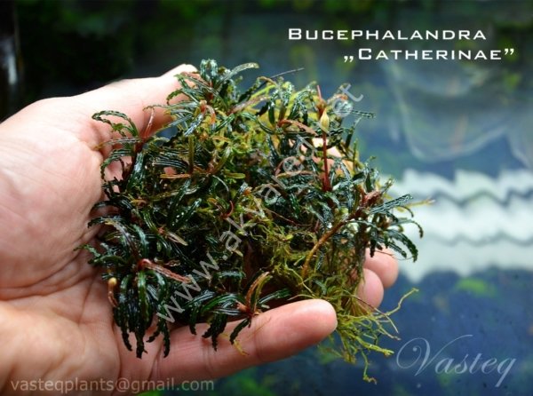 Bucephalandra catherinae 10x10cm PORSİYON ÖN SİPARİŞ