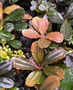 Bucephalandra red melon 10x10cm PORSİYON