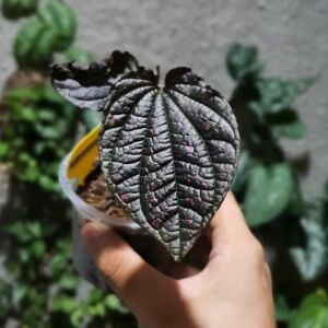 Piper Black sp Papua ÖN SİPARİŞ