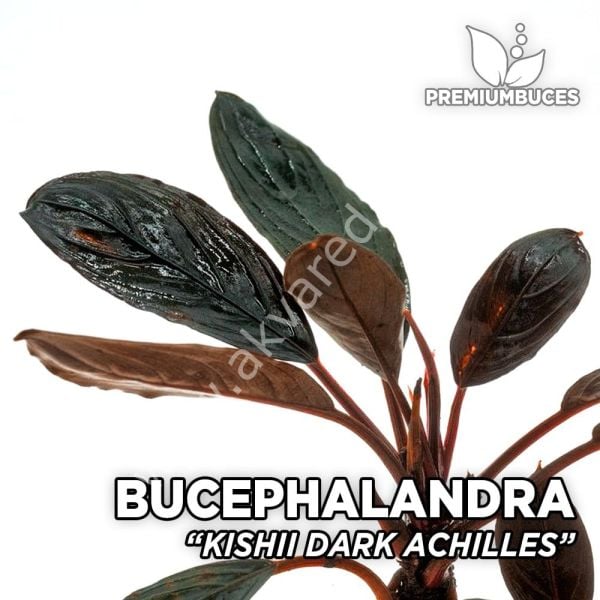 Bucephalandra dark achilles ADET ÖN SİPARİŞ