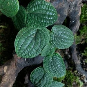 Piper Clypeatum ÖN SİPARİŞ