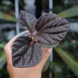 Piper sp. Borneo - ex Indonesia