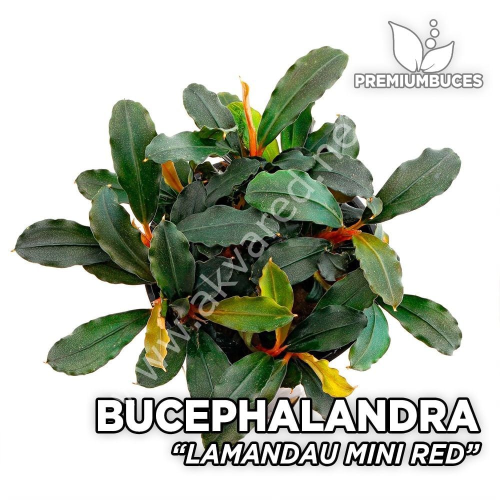 Bucephalandra lamandau mini 10x10cm PORSIYON ÖN SİPARİŞ