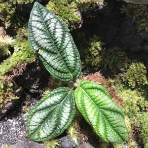 Piper parmatum Dressler