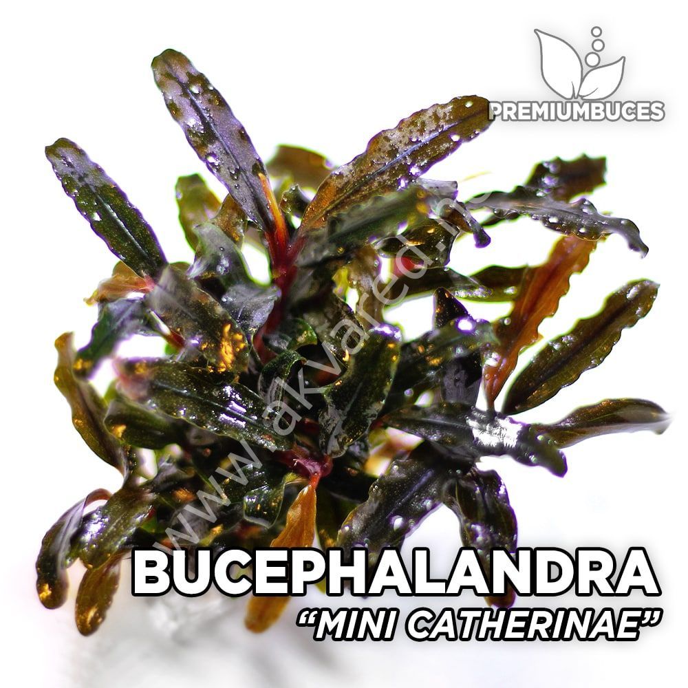 Bucephalandra mini catherine 10X10 CM PORSİYON