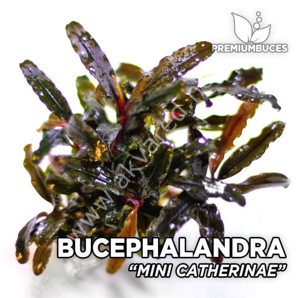 Bucephalandra mini catherine 10X10 CM PORSİYON