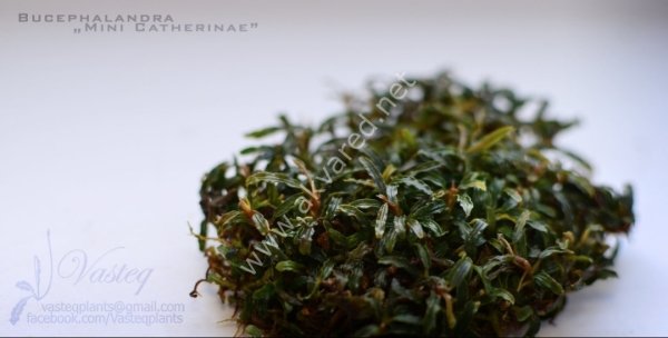 Bucephalandra mini catherine 10X10 CM PORSİYON