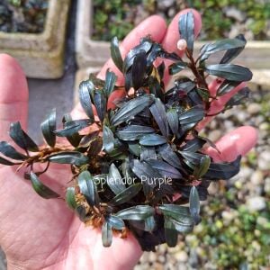 Bucephalandra splendor purple 10X10 CM PORSİYON