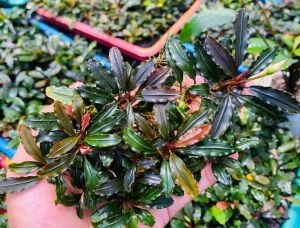 Bucephalandra blue bell 10x10cm PORSİYON