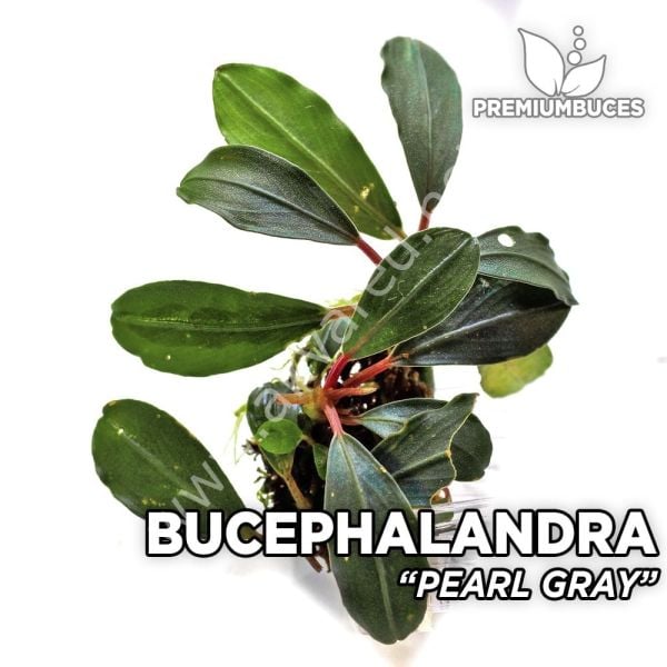 Bucephalandra pearl grey ADET ÖN SİPARİŞ