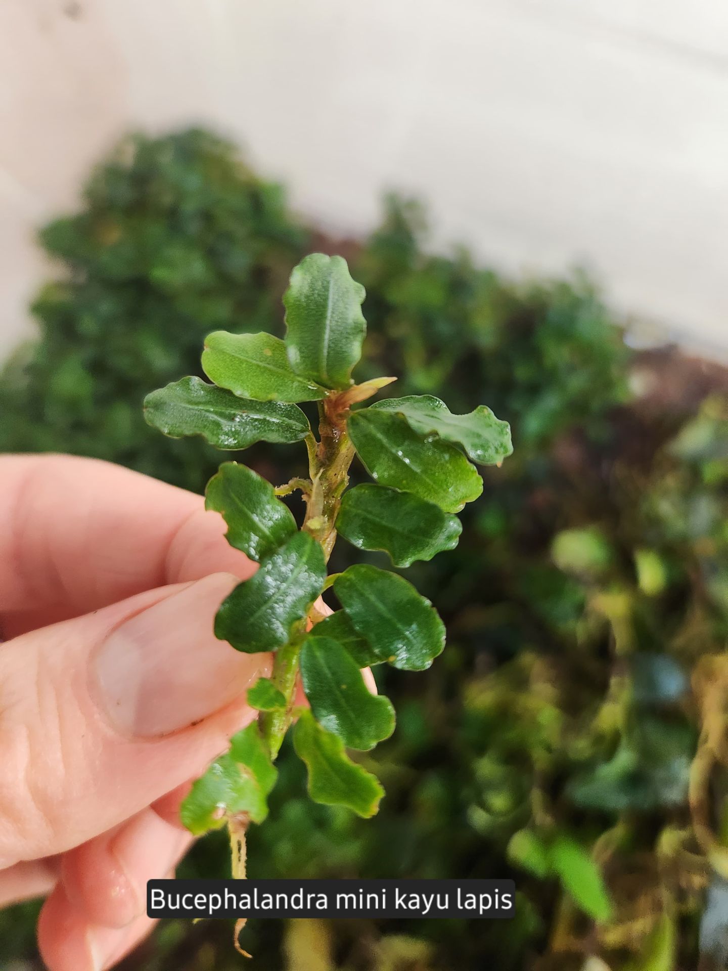 Bucephalandra mini kayu lapis ADET
