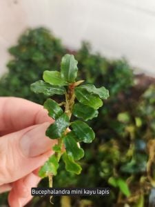 Bucephalandra mini kayu lapis ADET