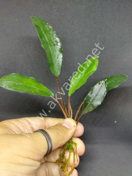 Bucephalandra penelope ADET ÖN SİPARİŞ
