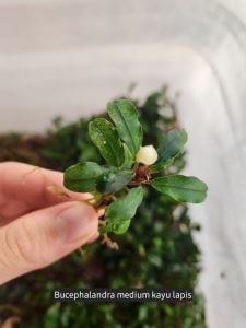 Bucephalandra kayu lapis ADET