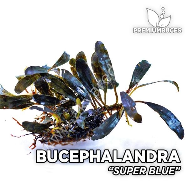 Bucephalandra super blue 10x10cm PORSIYON - ÖN SİPARİŞ