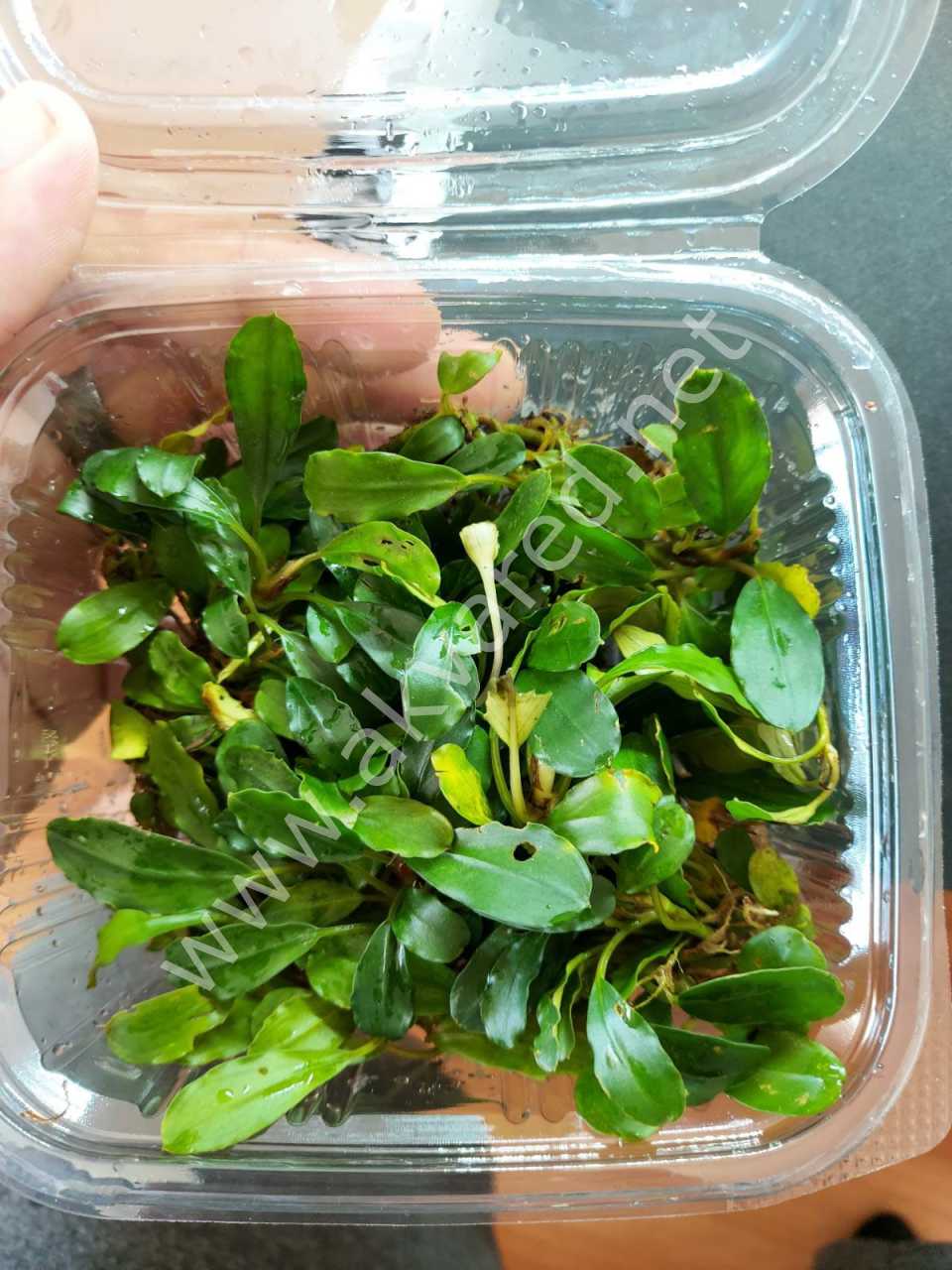 Bucephalandra venus 10x10cm PORSIYON - ÖN SİPARİŞ