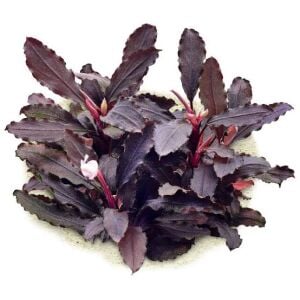 Bucephalandra lamandau purple 10X10 CM PORSİYON