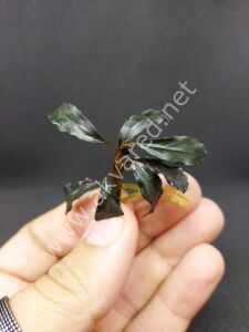 Bucephalandra kedagang dark ADET ITHAL