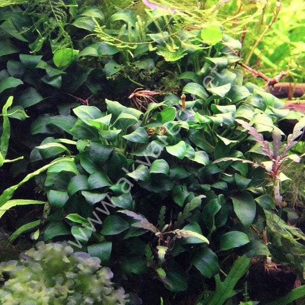 Anubias nana ADET