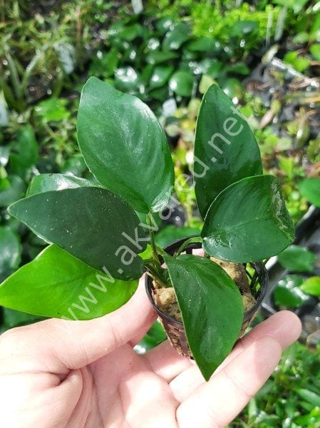 Anubias nana ADET