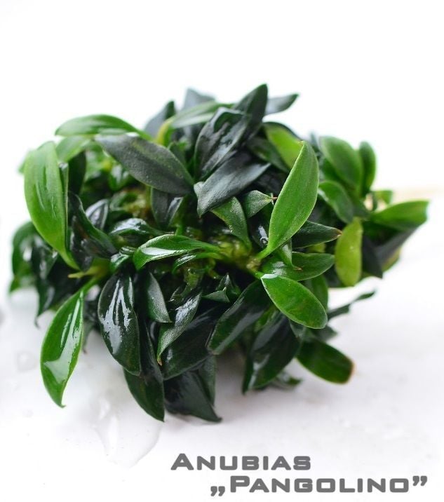Anubias pangolino ADET