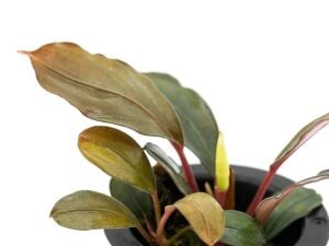 Bucephalandra red angel ADET ITHAL