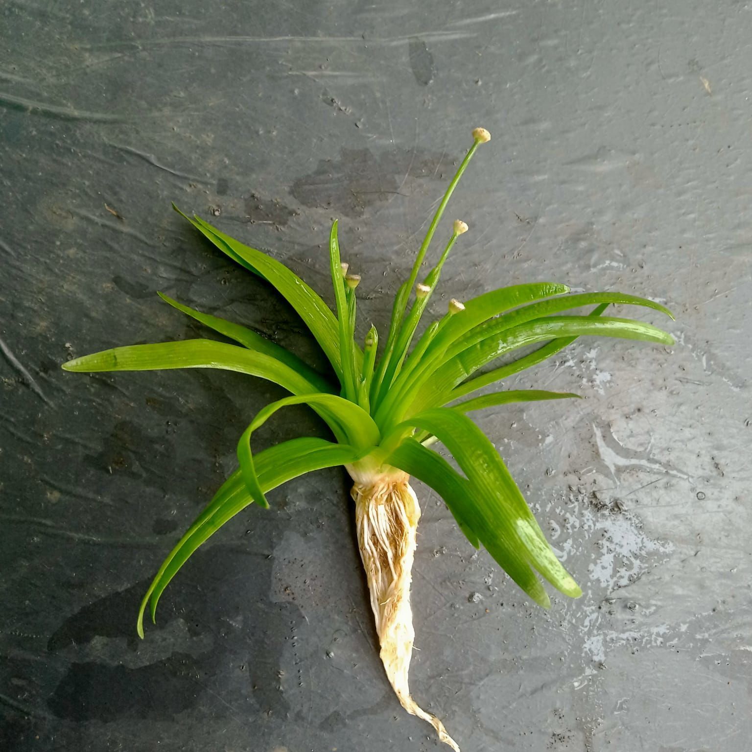 Eriocaulon parkeri ADET