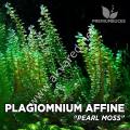 Plagiomnium cf. Affine / Pearl Moss 5 gr. - ÖN SİPARİŞ