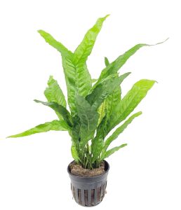 Microsorum pteropus thor\'s hammer İTHAL BUKET