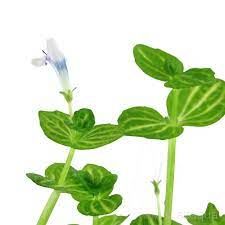 Lindernia rotundifolia aurea BUKET ÖN SİPARİŞ