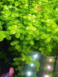 Lindernia rotundifolia aurea BUKET ÖN SİPARİŞ