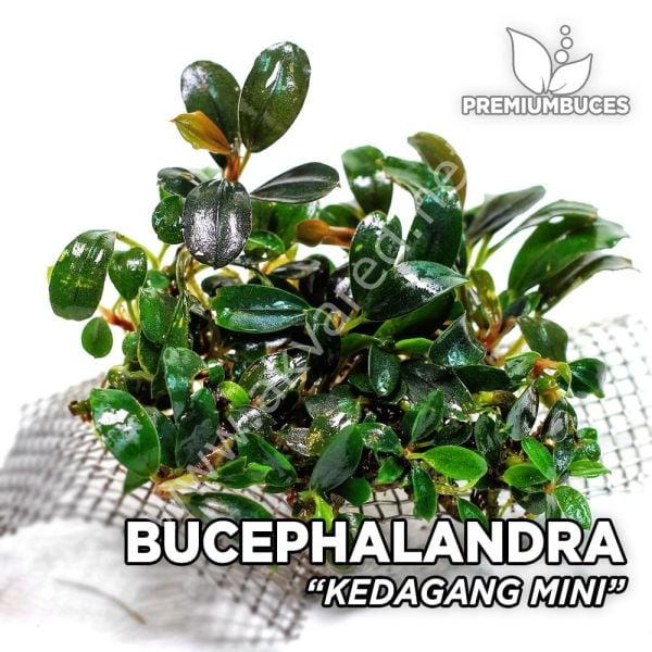 Bucephalandra kedagang mini ADET