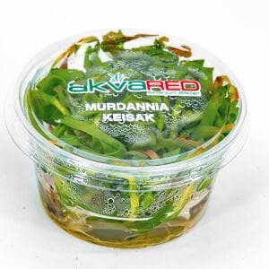 Murdannia keisak  IN VITRO CUP