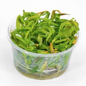 Murdannia keisak  IN VITRO CUP