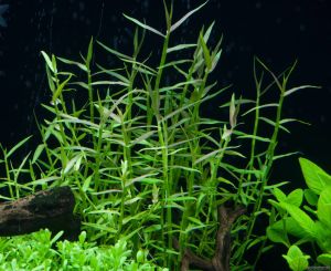 Murdannia keisak  IN VITRO CUP