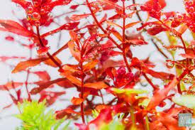 Rotala macrandra mini butterfly İTHAL BUKET ÖN SİPARİŞ