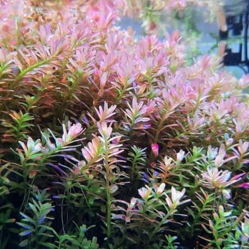Rotala BSD SAKSI