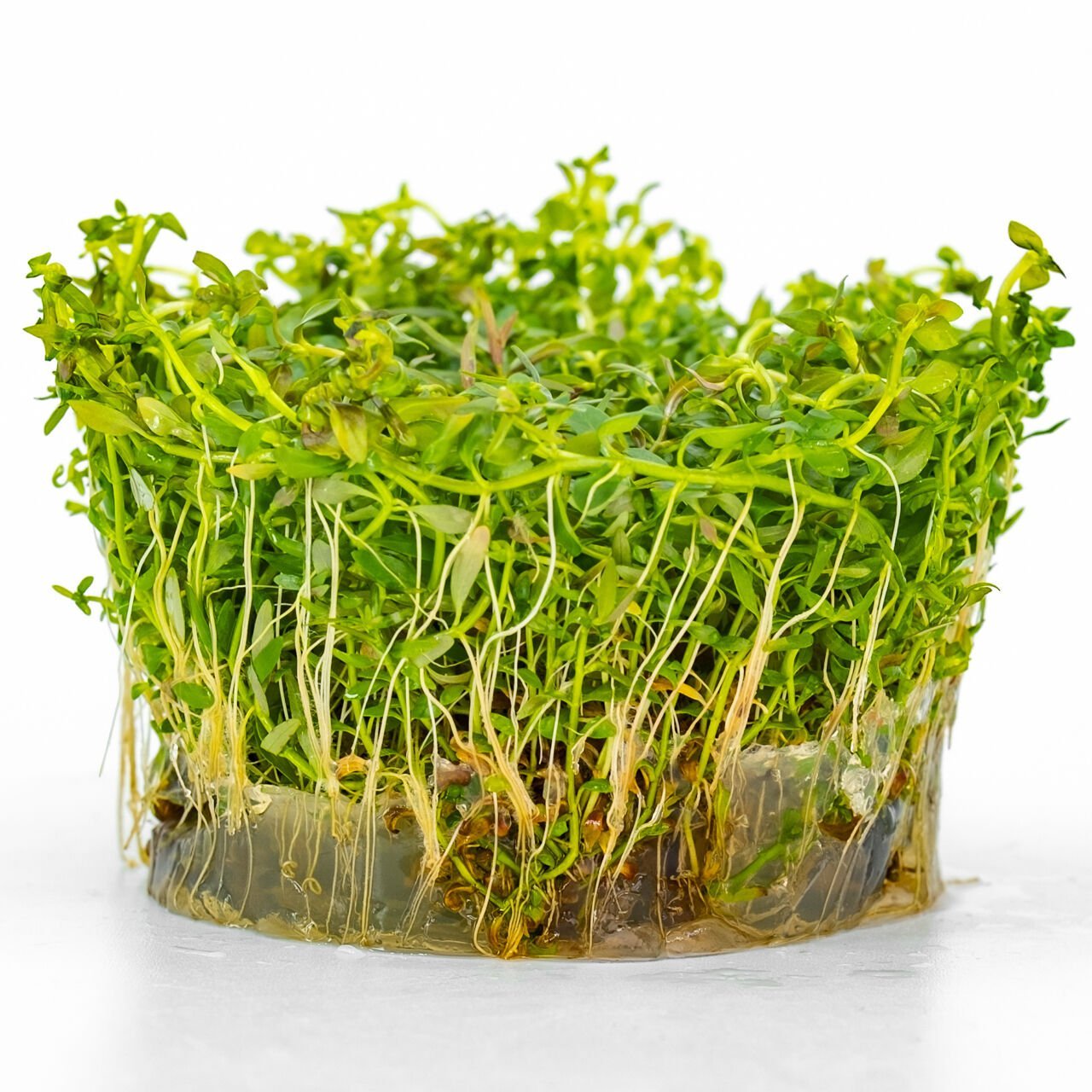 Ludwigia arcuata IN VITRO CUP