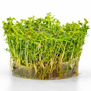 Ludwigia arcuata IN VITRO CUP